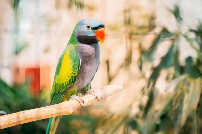 Are Parakeets Good Pets? Pros & Cons Explained