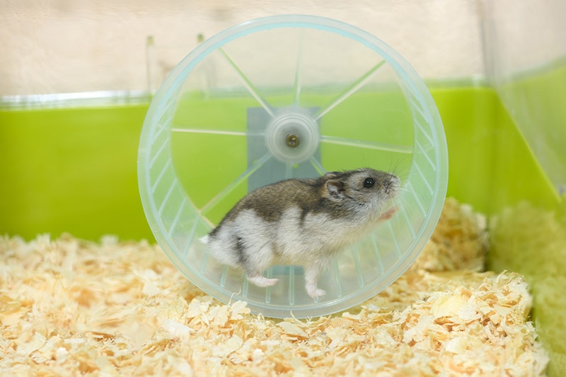 How Fast Can Hamsters Run? Vet Reviewed Rodent Speed Guide