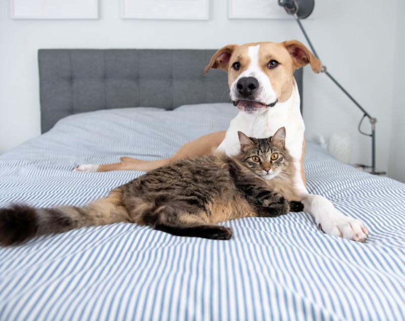 9 Pet-Friendly Hotels in Kansas City, KS (2026 Update)
