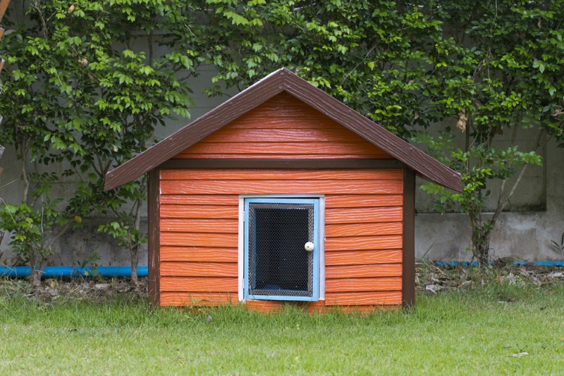 dog house