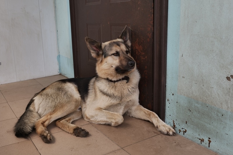7 Best Door Protectors for Dog Scratches - 2026 Reviews & Top Picks