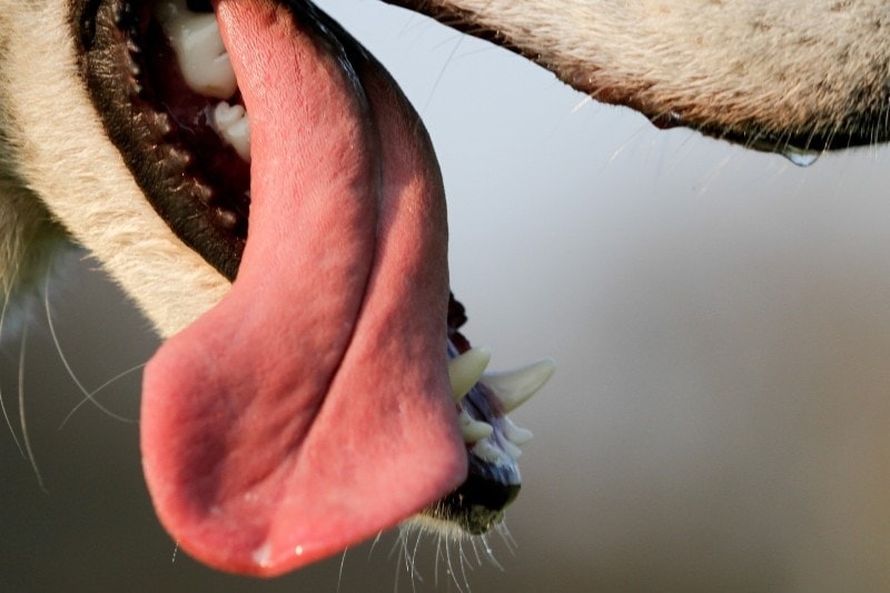 Why Is My Dog’s Tongue Red? Vet-Reviewed Causes & Prevention Tips
