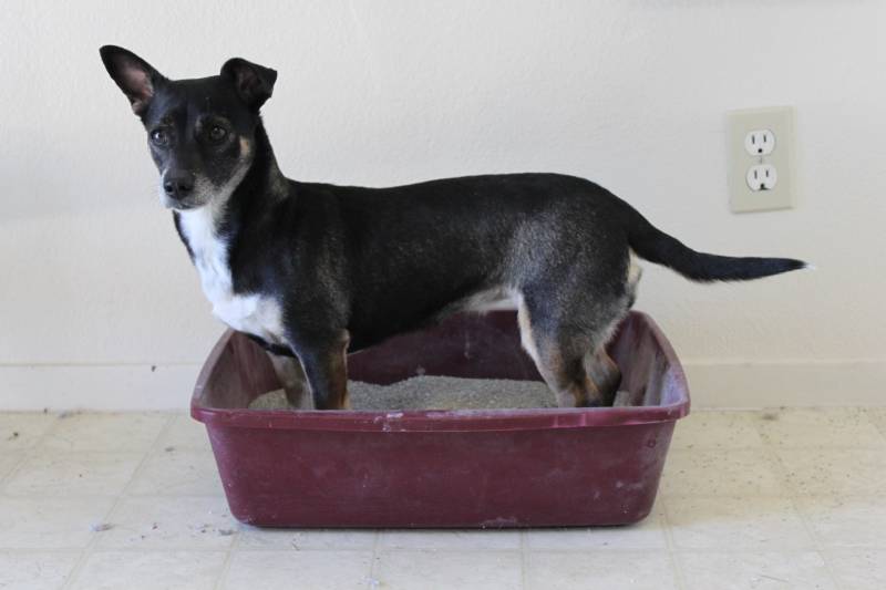 Can Dogs Use Cat Litter? Types, Training & FAQ