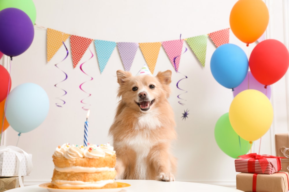 25 Fun Gift Ideas for Your Dog’s Birthday in 2026: Our Top Picks