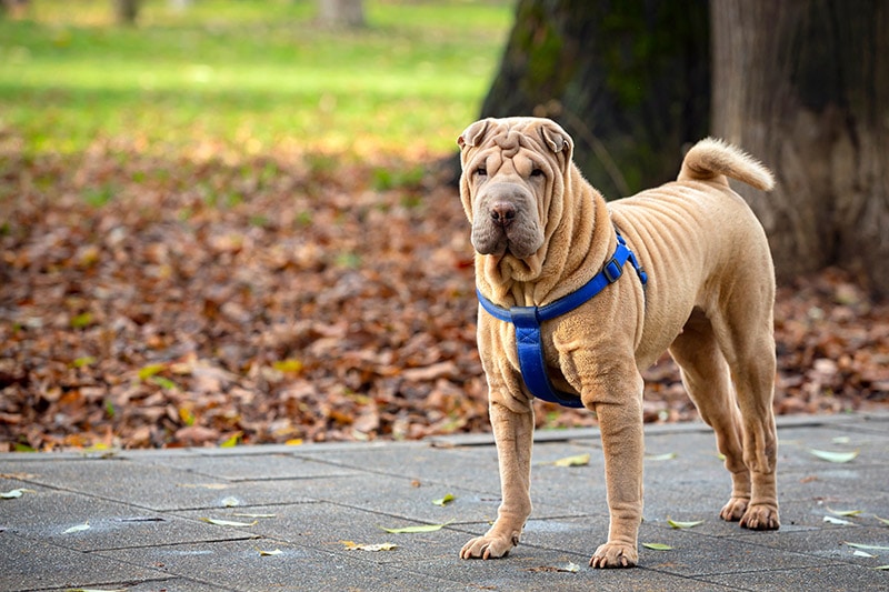 How Much Exercise Do Shar Peis Need? Vet Approved Advice