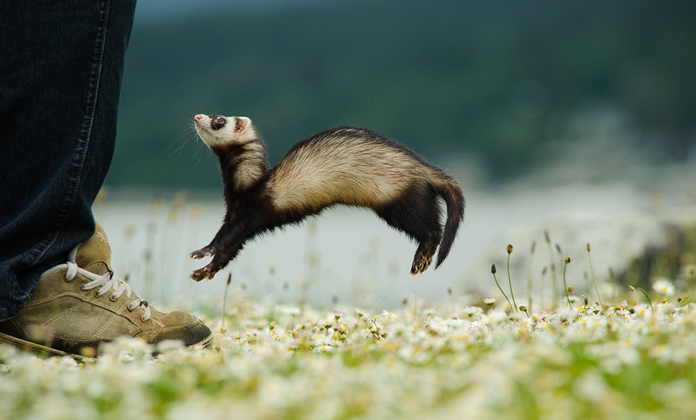 Why Does My Ferret Bite My Feet? 6 Common Reasons & What to Do