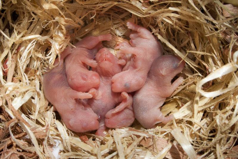 How Many Babies Do Hamsters Have in One Litter? Vet-Reviewed Facts & FAQ