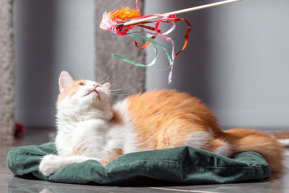 9 Best Cat Wand Toys - 2026 Reviews & Top Picks