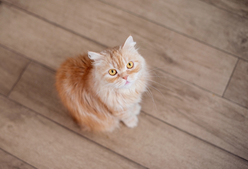 Why Does My Cat Grunt? 11 Vet-Reviewed Reasons