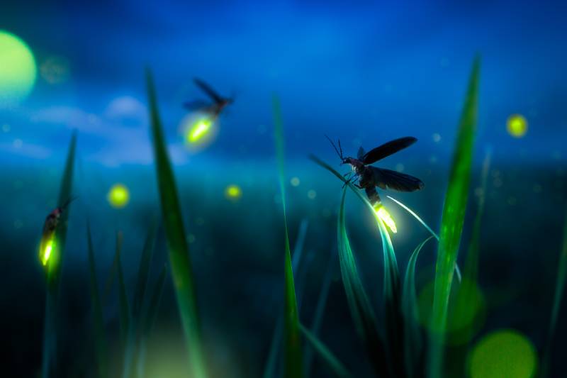 Are Lightning Bugs Poisonous to Cats? Vet-Reviewed Toxicity & Facts