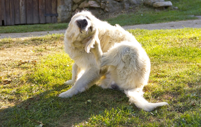 Grass Allergy in Dogs: Vet-Reviewed Causes & Signs