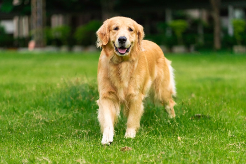 15 Dog Breeds With the Best Personality: Info, Facts & History