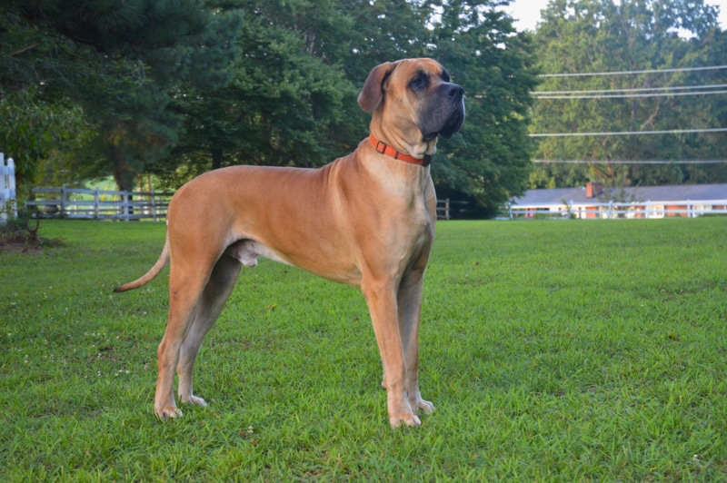 great dane dog standing on grass