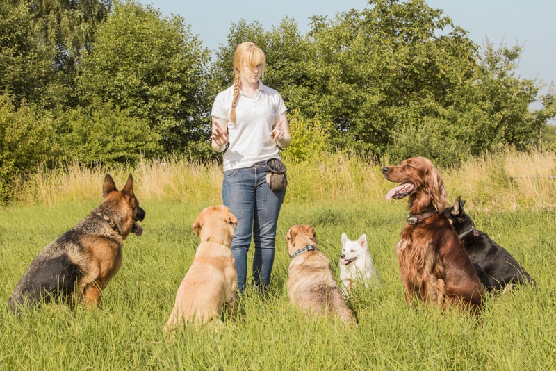 18 Least Intelligent Dog Breeds That Aren’t Easy to Train: Vet-Approved Guide