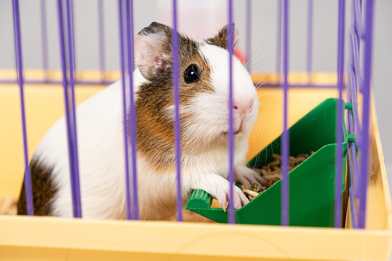 How Long Can You Leave a Guinea Pig Home Alone? Vet Approved Advice