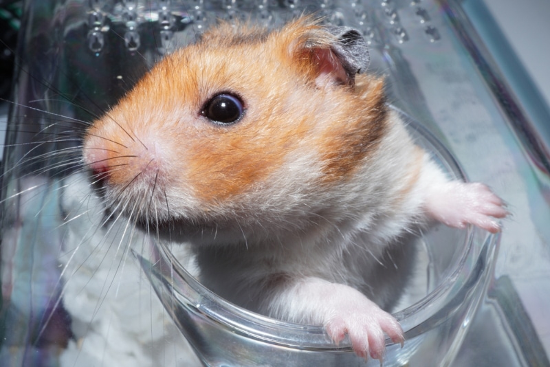 hamster coming out the tube