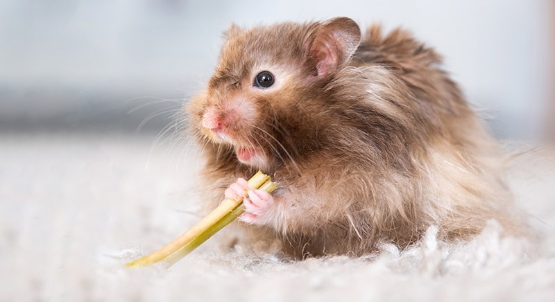 What Does a Hamster Screaming Mean? Vet Approved Explanation