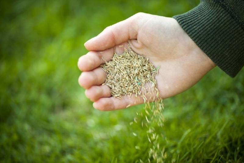 Is Grass Seed Safe for Dogs? Vet-Reviewed Problems & Toxicity