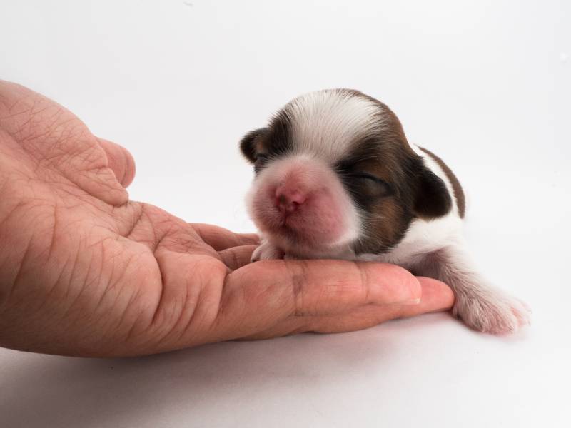 hand holding puppy with eyes closed