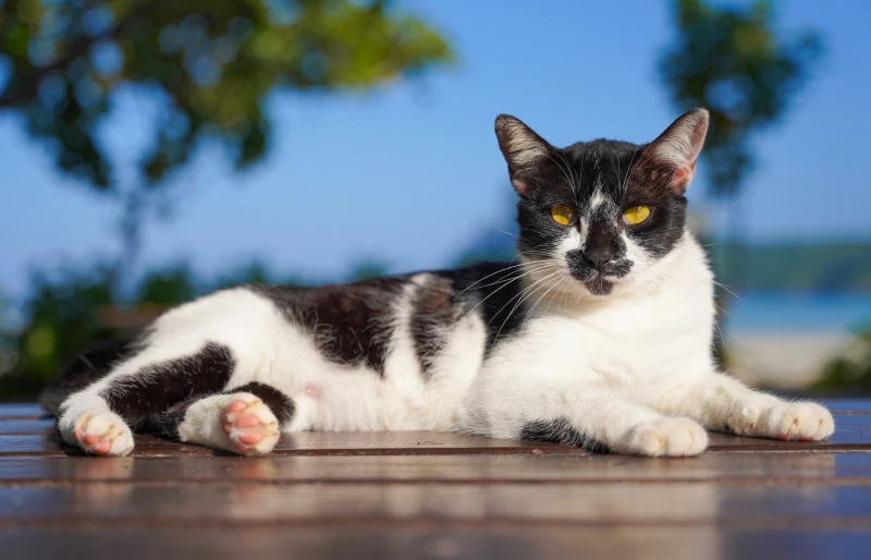 Harlequin Cat: Info, Pictures, Origin & History
