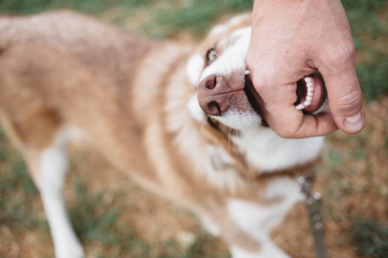 Why Does My Husky Bite Me? Dog Behavior Explained
