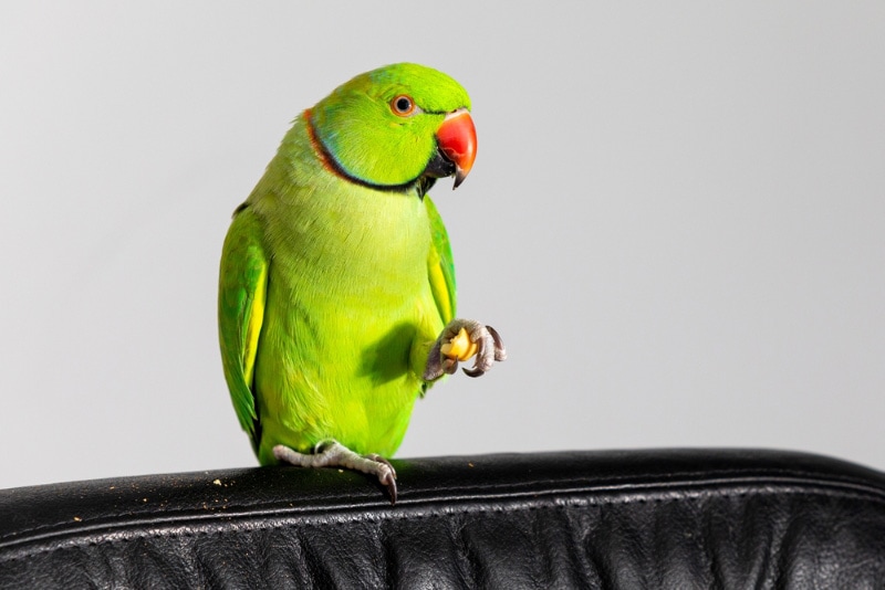 How to Train a Parakeet: 7 Tips & Tricks