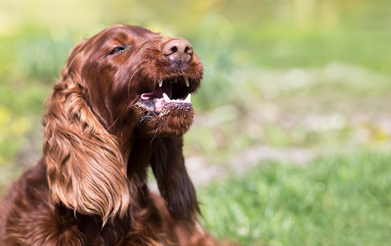 Do Irish Setters Bark a Lot? Important Breed Facts