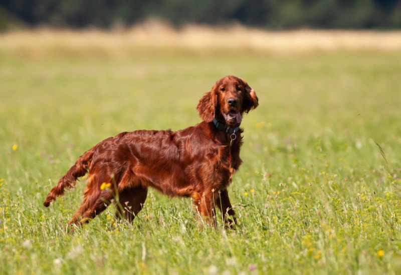 Are Irish Setters Good Apartment Dogs? What You Need to Know