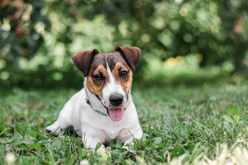 6 Jack Russell Terrier Colors (With Pictures)