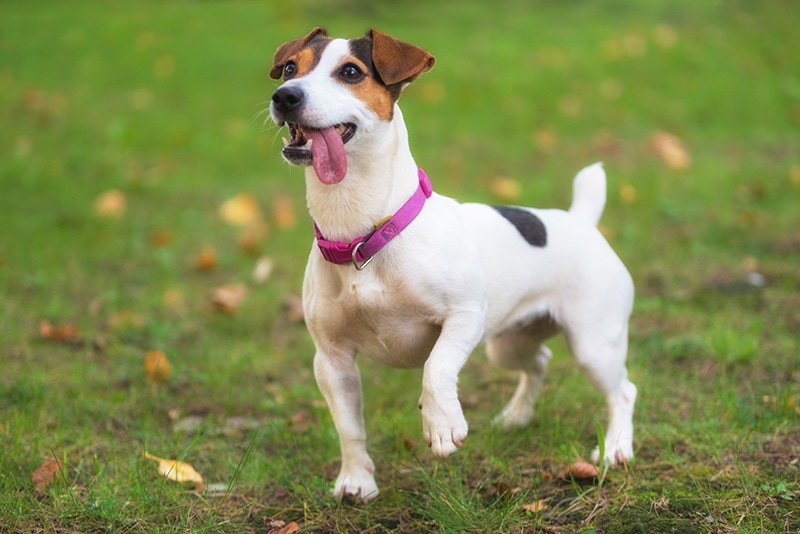 Are Jack Russell Terriers Hypoallergenic? Vet-Approved Facts & Tips