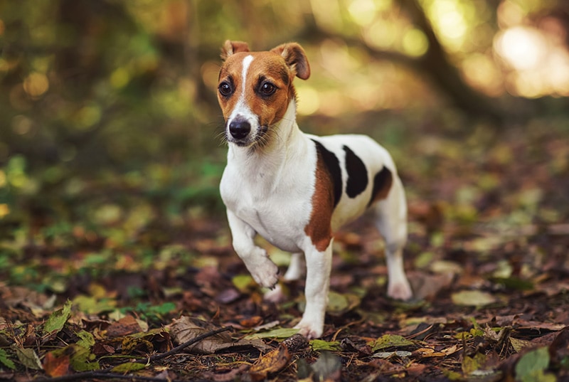 How Long Do Jack Russell Terriers Live? Average Lifespan, Data & Care
