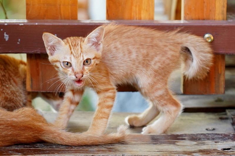Why Is My Kitten Hissing at an Older Cat? 3 Vet-Reviewed Reasons