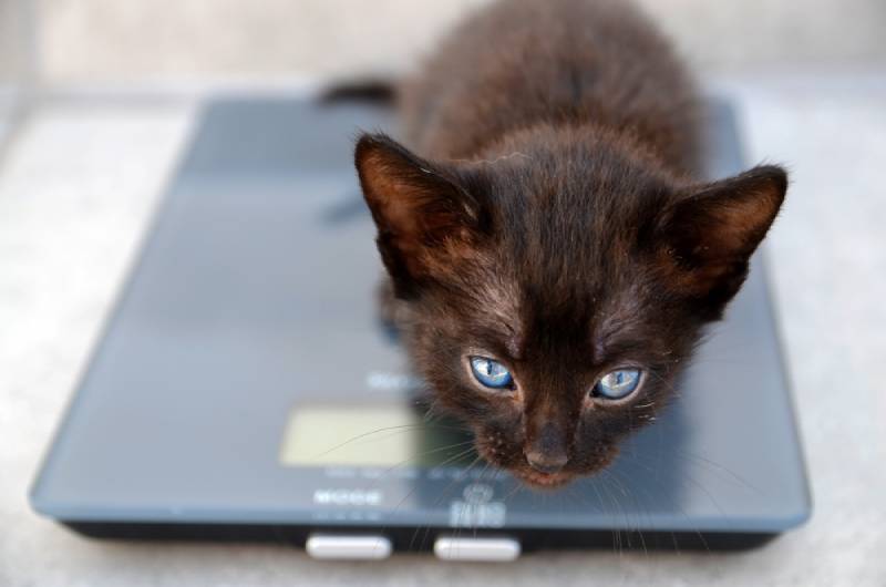 How to Weigh a Cat at Home: 5 Vet Approved Tips & Tricks