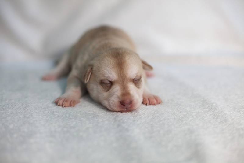 light husky puppy eyes closed