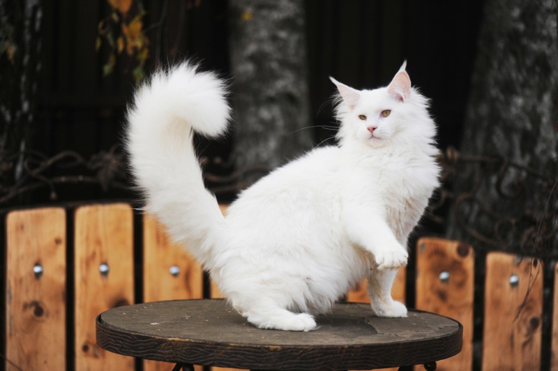 Cat Anatomy Basics: 9 Essential Feline Body Parts