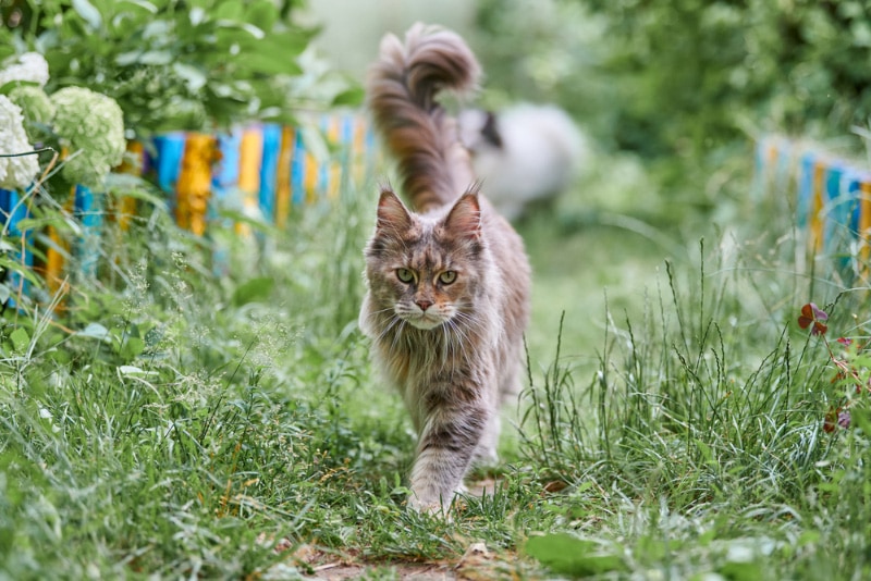 How Big Can Maine Coon Cats Get? Average Weight & Growth Chart (Vet-Approved)
