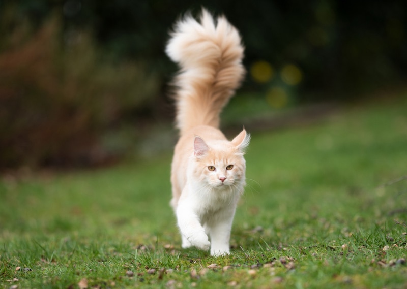 Why Does My Cat's Tail Vibrate? 4 Vet-Verified Reasons