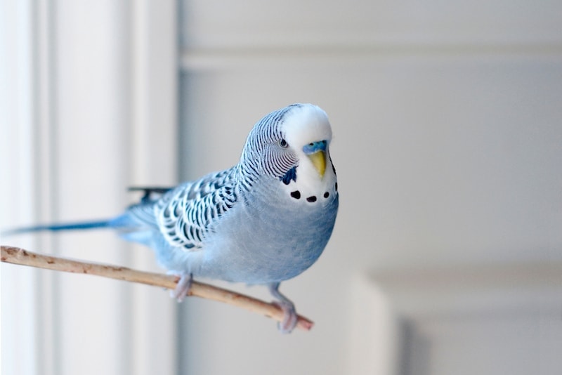 20 Types of Parakeets: Info, Pictures, Facts & History (Vet-Reviewed)