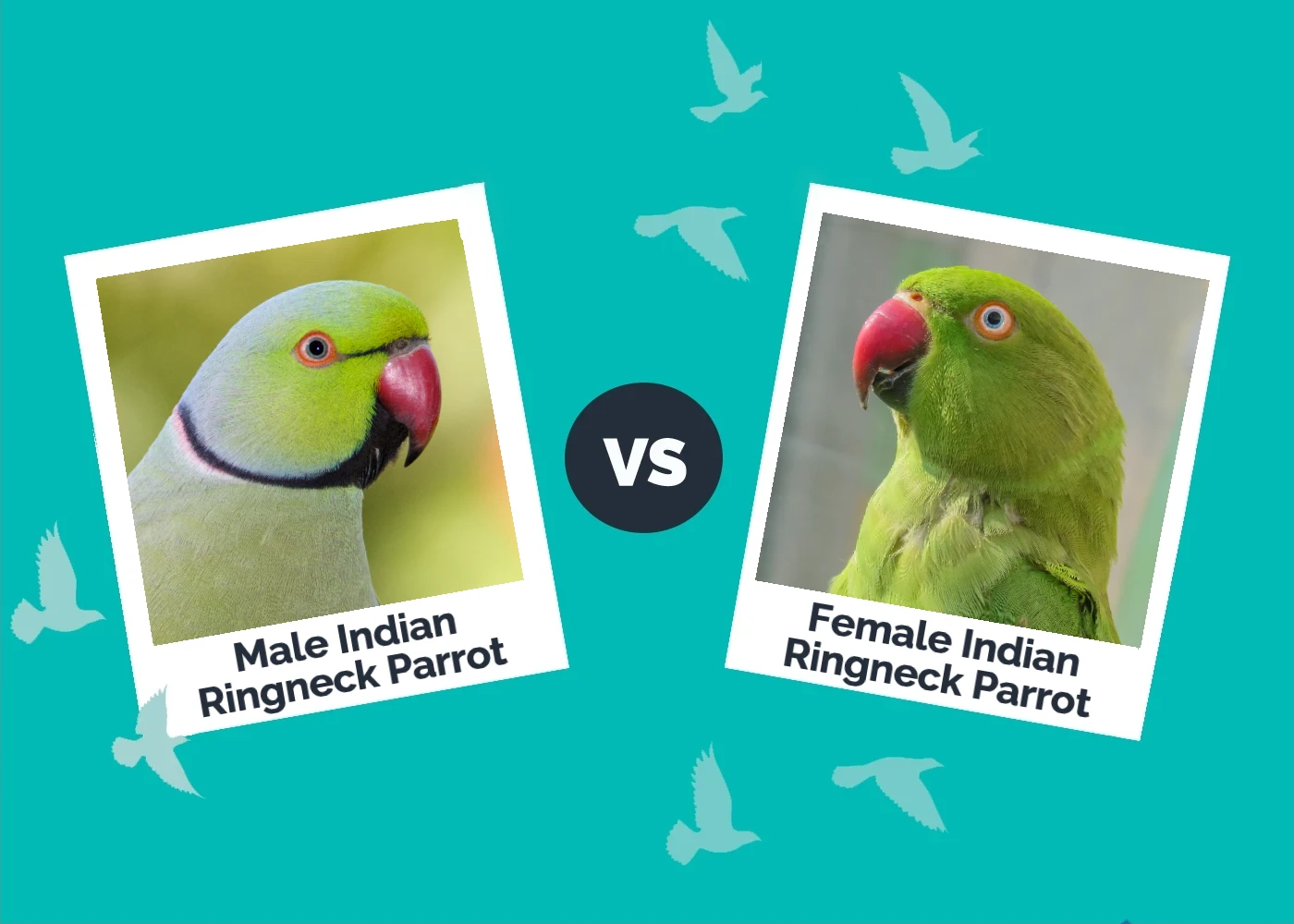 Male vs Female Indian Ringneck Parrot: The Differences (With Pictures)