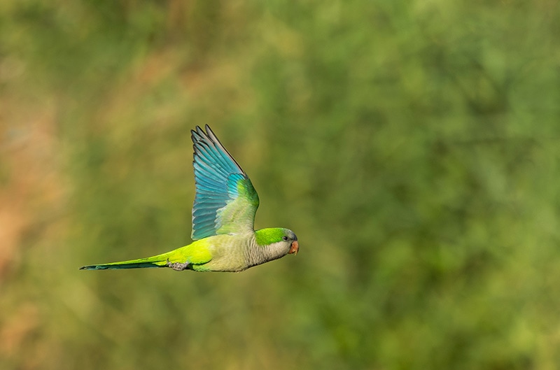 How to Catch a Parakeet That Escaped: 8 Tips & FAQ