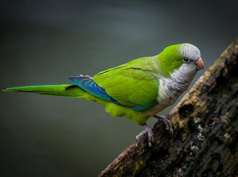 Monk Parakeet: Pictures, Personality, Diet, Care Guide & More