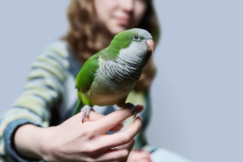 How to Tell the Sex of Your Parrot: 3 Expert Tips (Vet Answer)