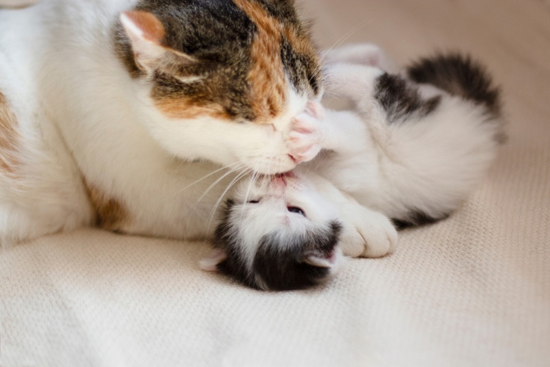 Why Do Mother Cats Attack Their Older Kittens? 7 Vet-Reviewed Reasons