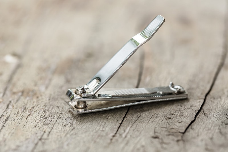 Can You Cut a Dog’s Nails With Human Clippers? Vet-Approved Facts & FAQ