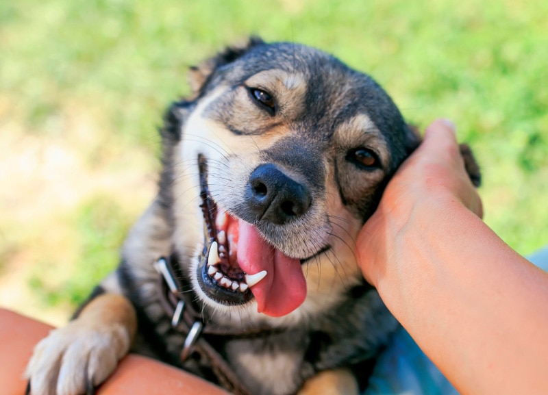 Why Do Dogs Love Humans? What the Science Says (Vet-Reviewed)