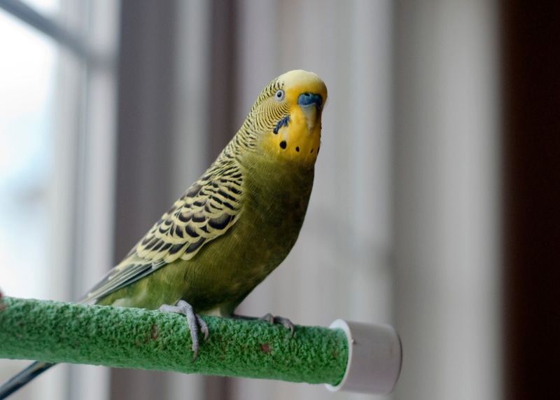 9 Parakeet Sounds & Their Meanings (With Audio)
