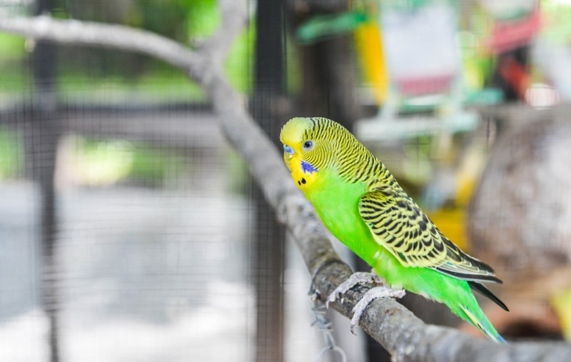 How Much Does a Parakeet Cost? 2026 Price Update