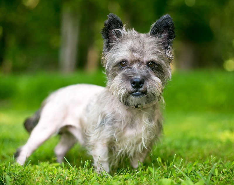 16 Cairn Terrier Mixes: Info, Facts, Origin & History (With Pictures)