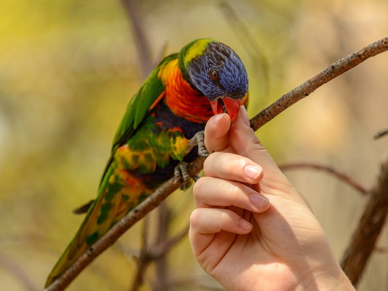 Do Parakeets Bite? Their Behavior Explained