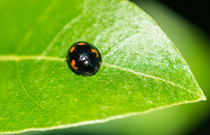pine ladybird black ladybug on a leaf